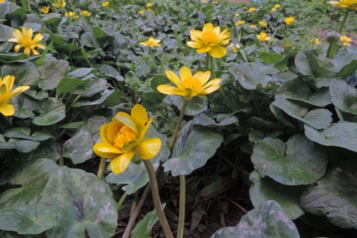 Macchie gialle di primavera:  Ranunculus ficaria